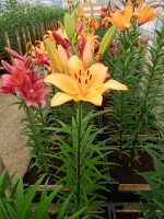 [4099 Puma DJ No01.JPG]